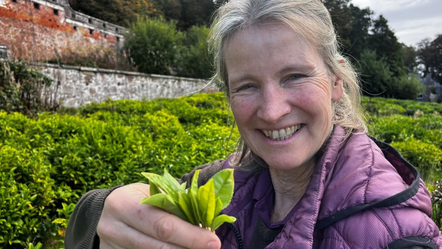 A grower holding fresh tea leaves in a planted garden.