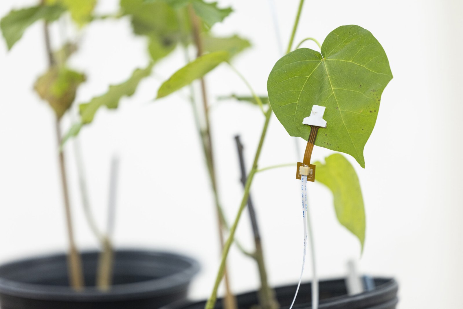 A sensor attached to a leaf and connected by a cable in a plant research experiment