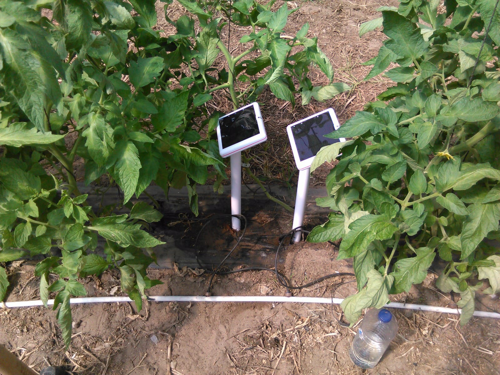 Terra sensors installed in a crop environment