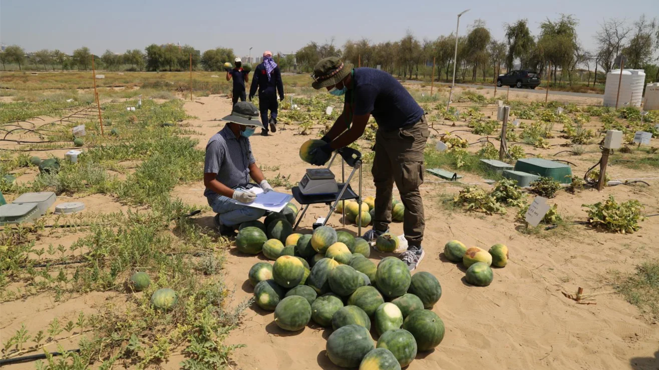 Registro de sandías cosechadas en un ensayo de agricultura del desierto