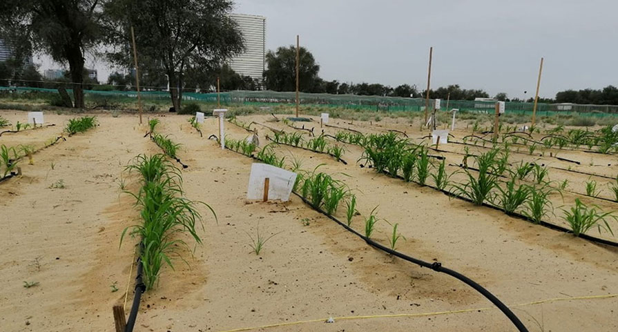 Hileras de cultivo y equipos de monitorización del suelo en una parcela arenosa