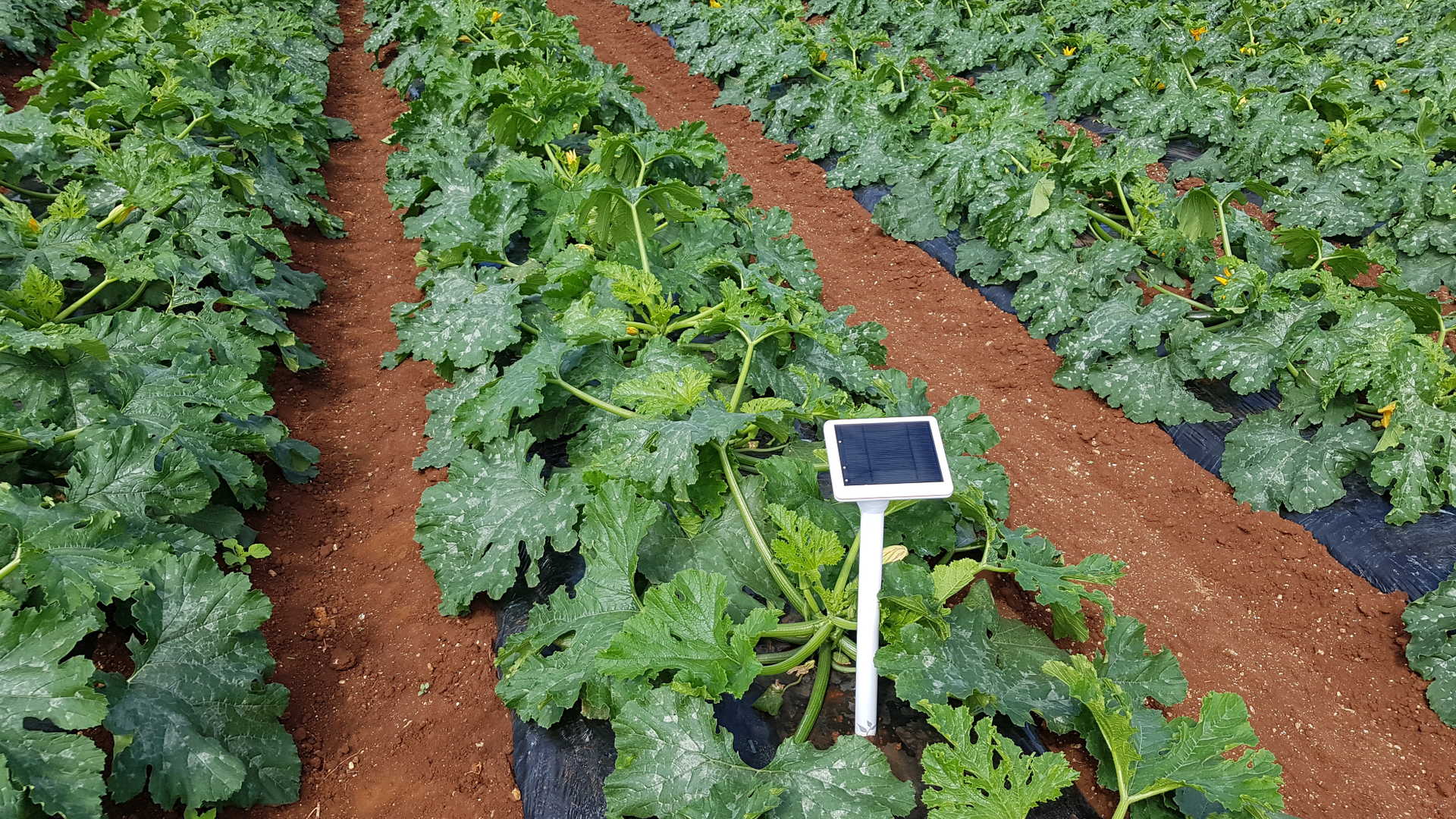 Pycno Agriculture Soil Sensors & Weather stations